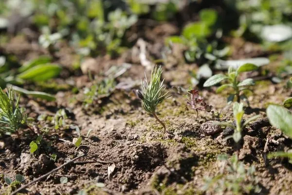 Marmaris Forest Rises from the Ashes: Afforestation Efforts Bring New Life