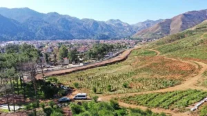 Marmaris Forest Rises from the Ashes: Afforestation Efforts Bring New Life