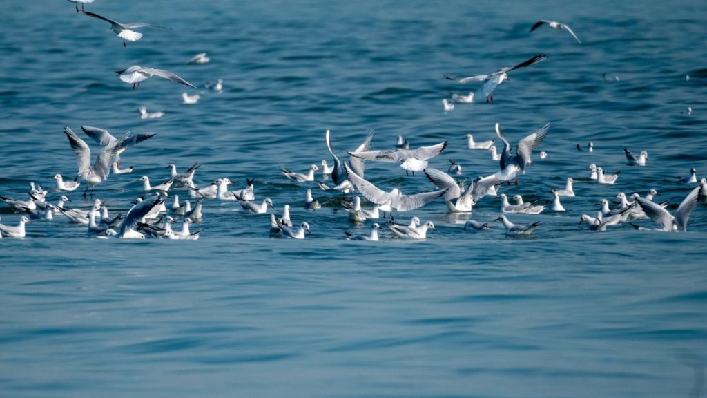 Birdwatchers explore Mersin's seagull species in Mediterranean waters