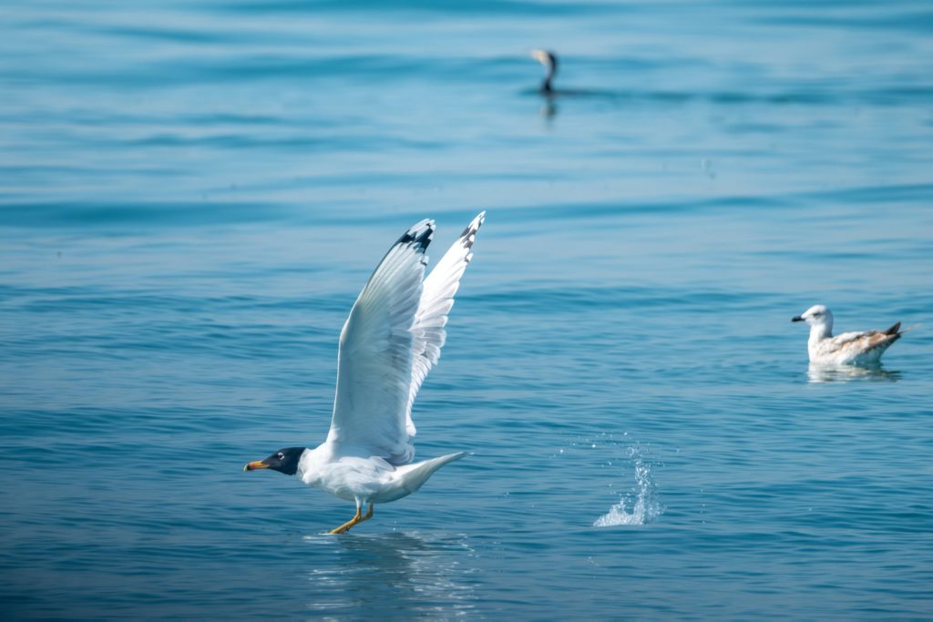 Birdwatchers explore Mersin's seagull species in Mediterranean waters