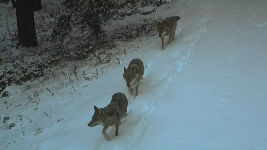 Researchers Brave Harsh Winter to Track Wolves in Kars