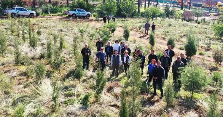 Marmaris Forest Rises from the Ashes: Afforestation Efforts Bring New Life