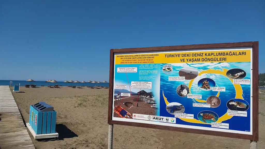 Number of Caretta Caretta Nests on İztuzu Beach Reaches 10