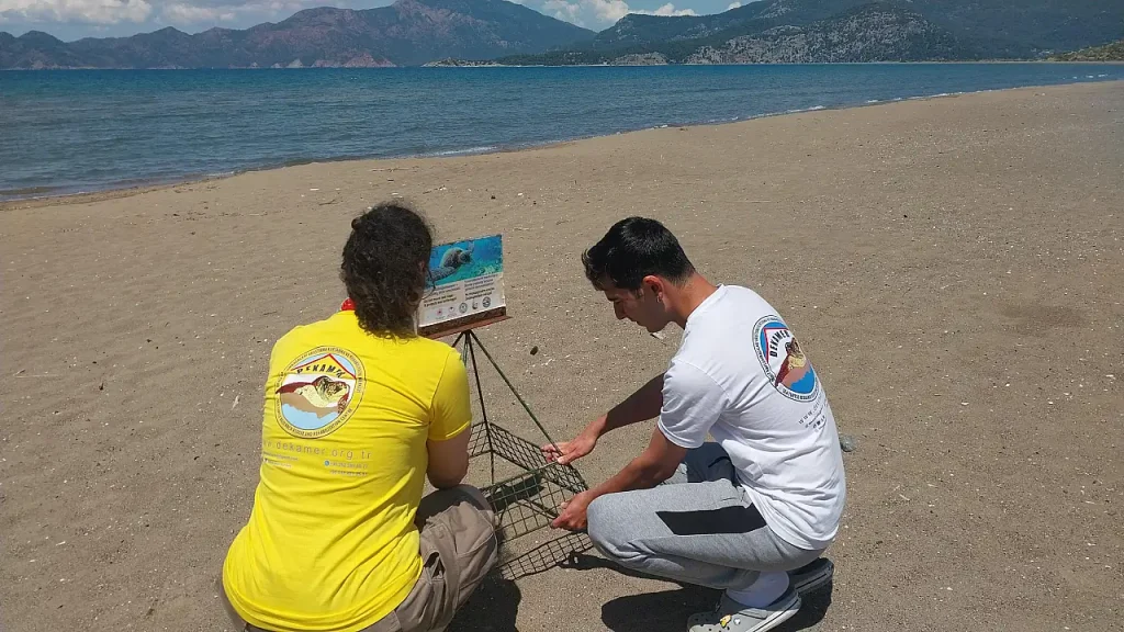 Number of Caretta Caretta Nests on İztuzu Beach Reaches 10