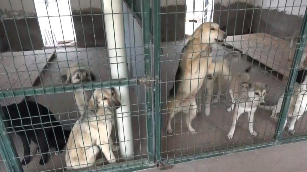 Turkey Faces Critical Shortage of Animal Shelters Amid Rising Stray Dog Population
