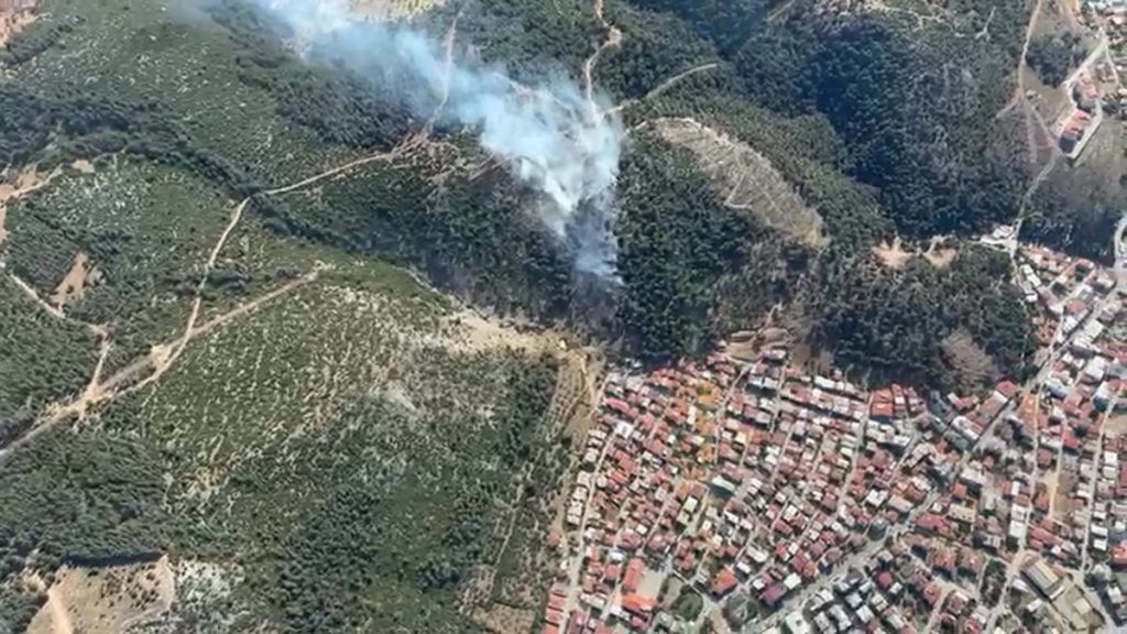 Forests and climate change