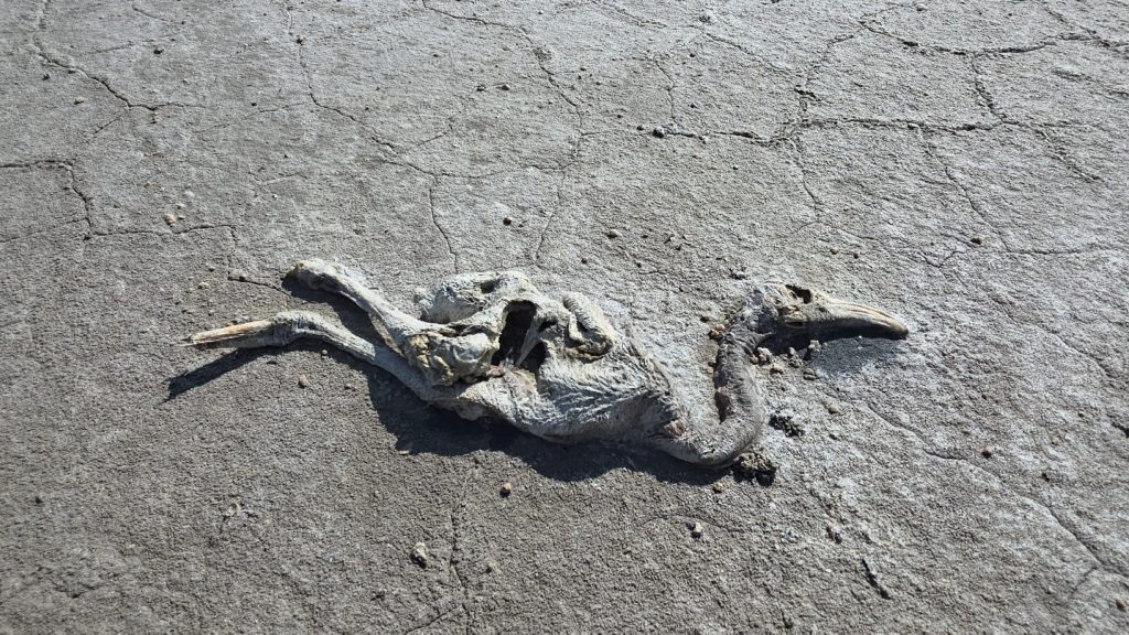 2,000 flamingo chicks die in Turkey’s Lake Tuz due to drought