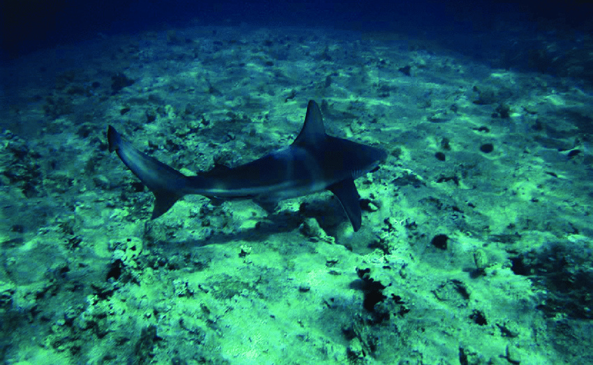 Coasts Need Protection, Not Panic: Experts Urge Calm Over Shark Sightings