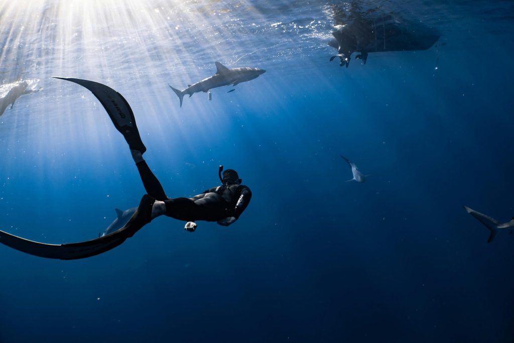 Coasts Need Protection, Not Panic: Experts Urge Calm Over Shark Sightings