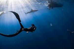 Coasts Need Protection, Not Panic: Experts Urge Calm Over Shark Sightings