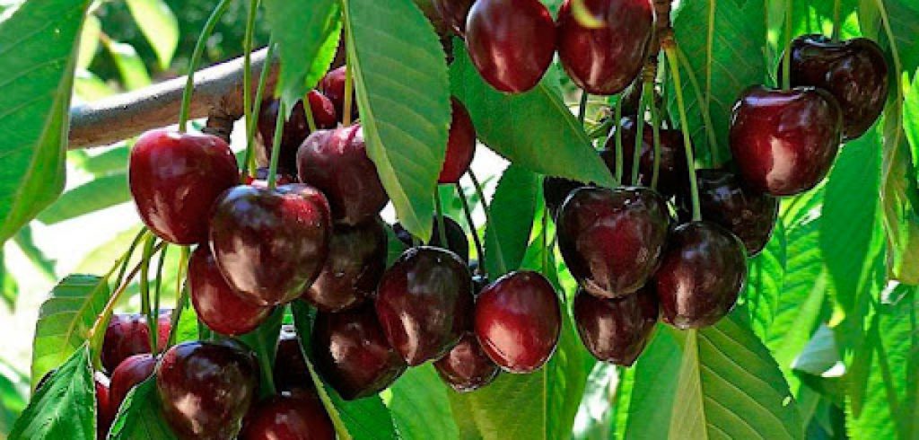 Cherries