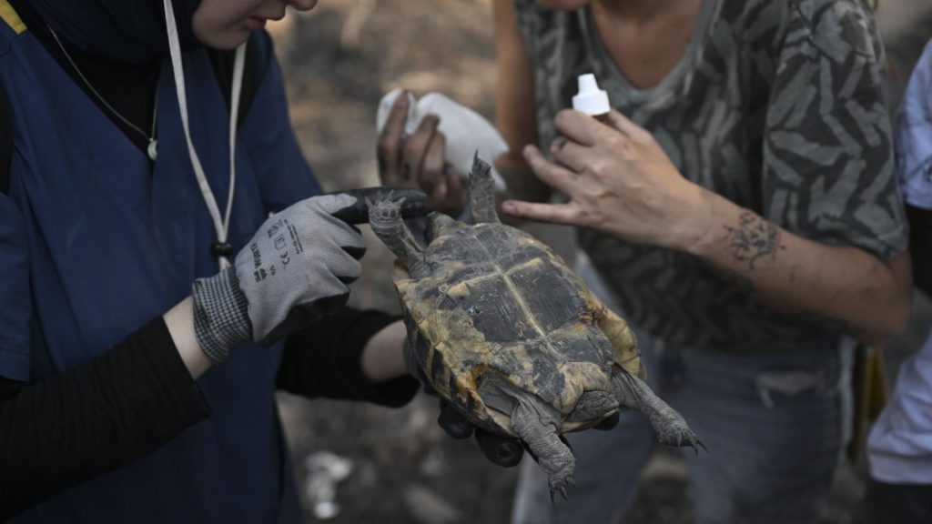 Volunteers Rescue Wildlife from Ashes After Devastating Fires in İzmir’s Buca District