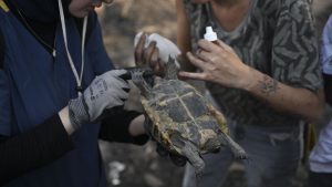 Volunteers Rescue Wildlife from Ashes After Devastating Fires in İzmir’s Buca District