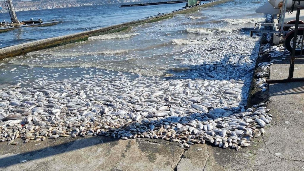 Environmental Crisis Deepens in İzmir Bay Amid Rising Pollution and Fish Deaths