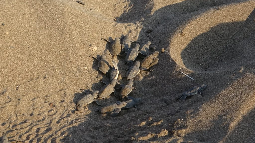 Hatchling sea turtles reach Mediterranean in southern Turkey