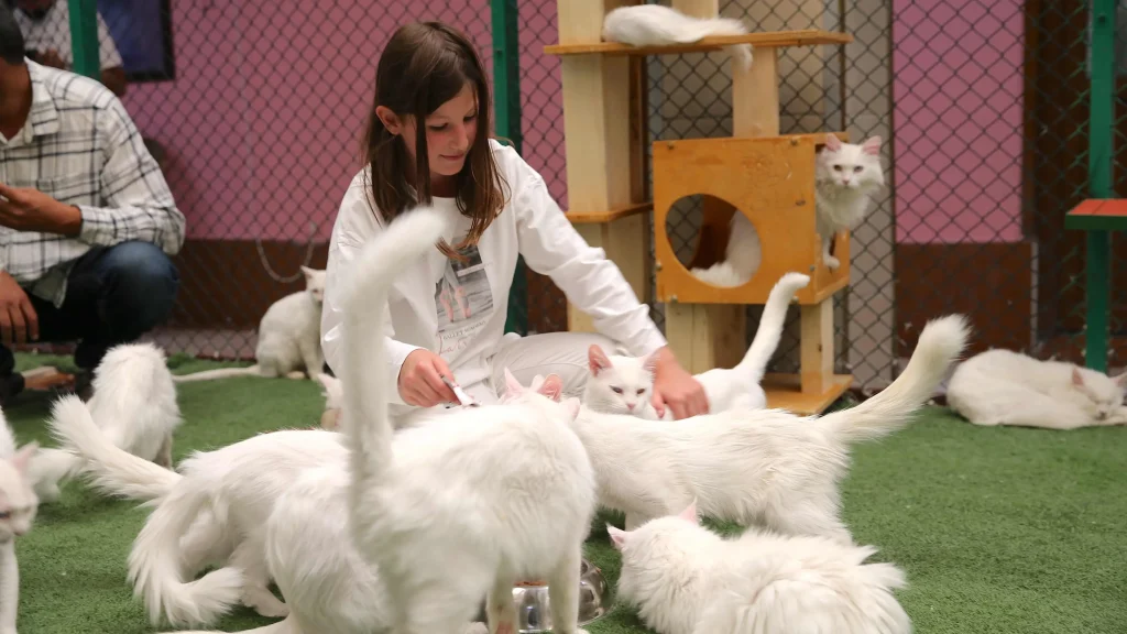 Van Cats Find Loving Homes Across Turkey Through Conservation Adoption Project