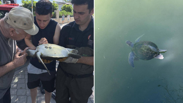 Loggerhead turtle rescued from fishing line entanglement in Fethiye