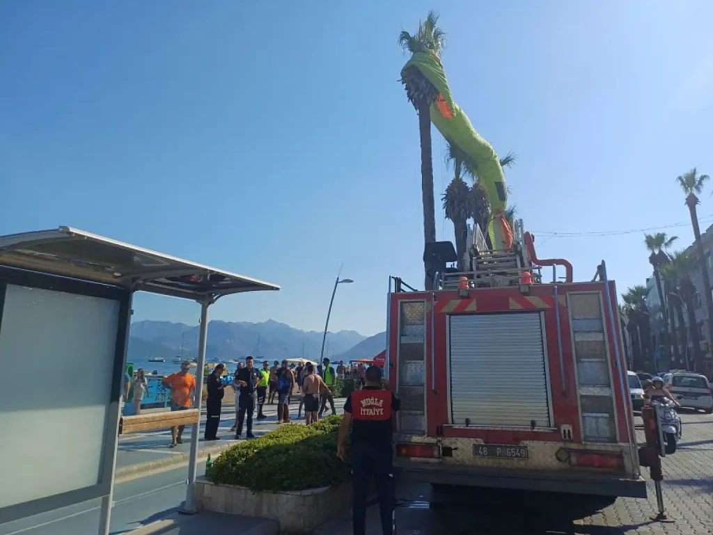 Parasailers Rescued After Becoming Stranded in Palm Tree in Marmaris
