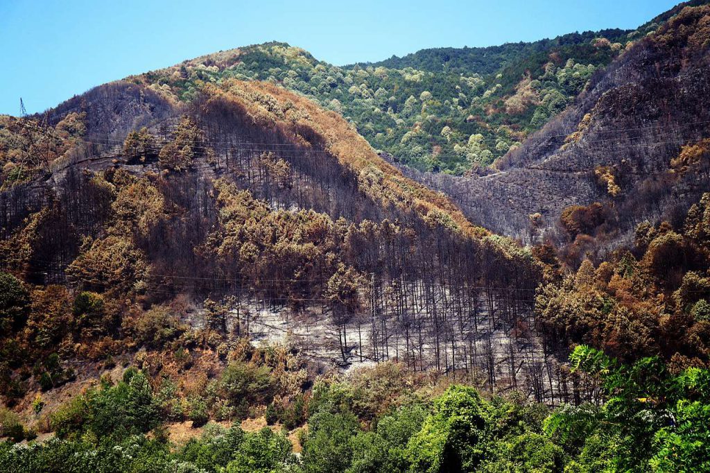 SAKARYA, TURKEY — The grim aftermath: green and black side by side