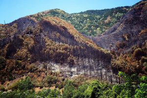 SAKARYA, TURKEY — The grim aftermath: green and black side by side
