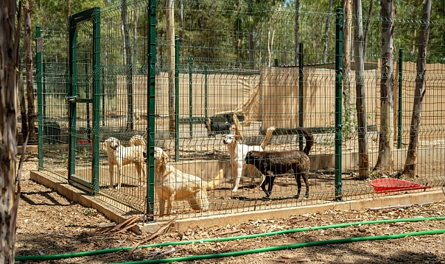 Turkey’s First VIP Animal Shelter Project Begins in Fethiye