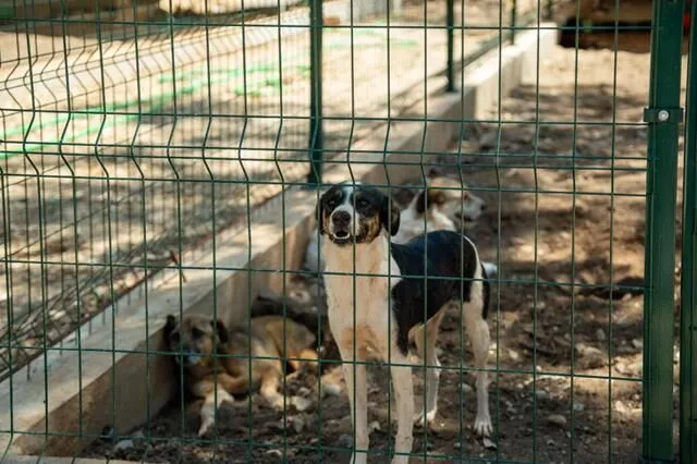 Turkey’s First VIP Animal Shelter Project Begins in Fethiye