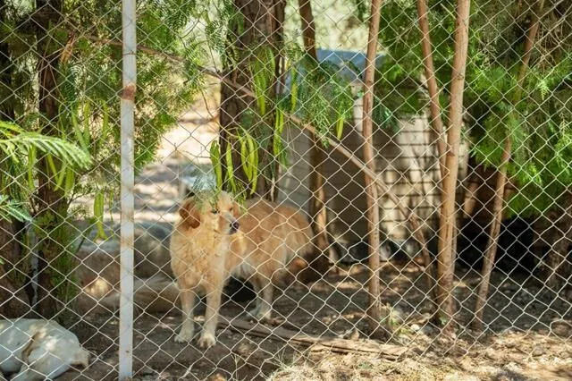Turkey’s First VIP Animal Shelter Project Begins in Fethiye