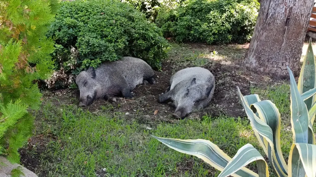 Wild boars spotted resting during the day in Fethiye