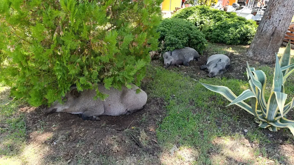 Wild boars spotted resting during the day in Fethiye