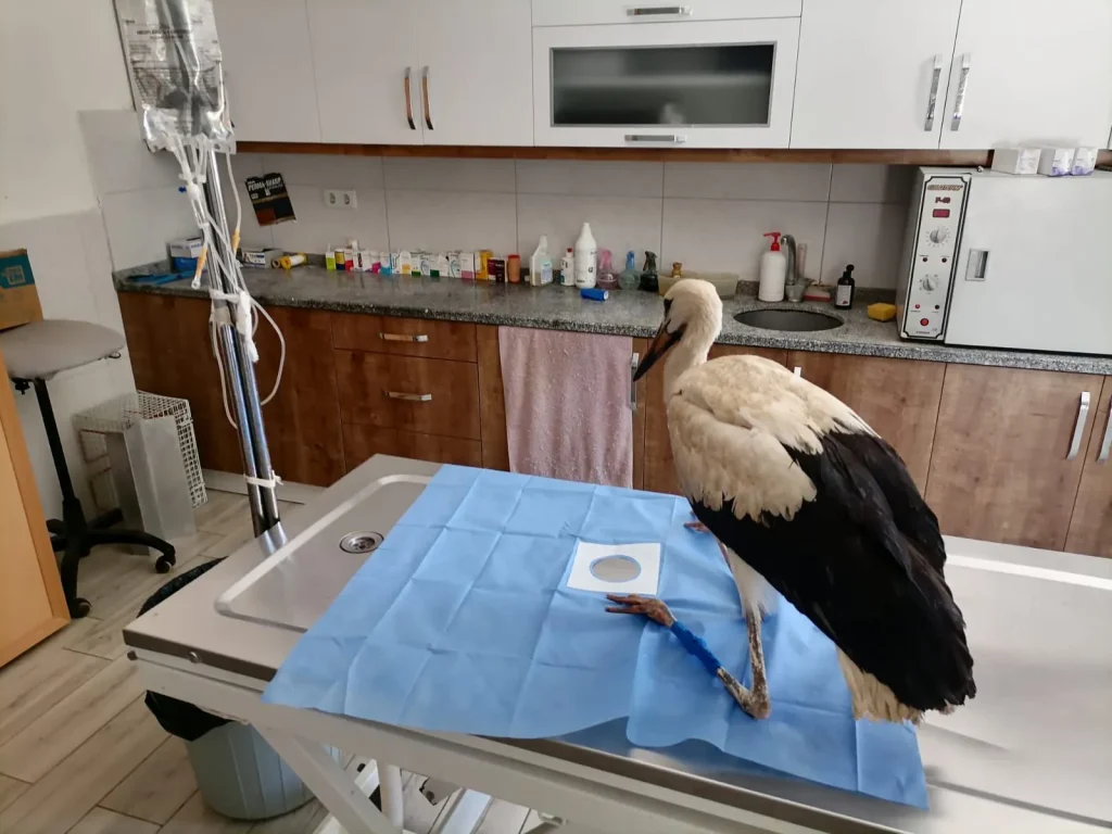 Injured Stork Undergoes Treatment After Rescue in Seydikemer
