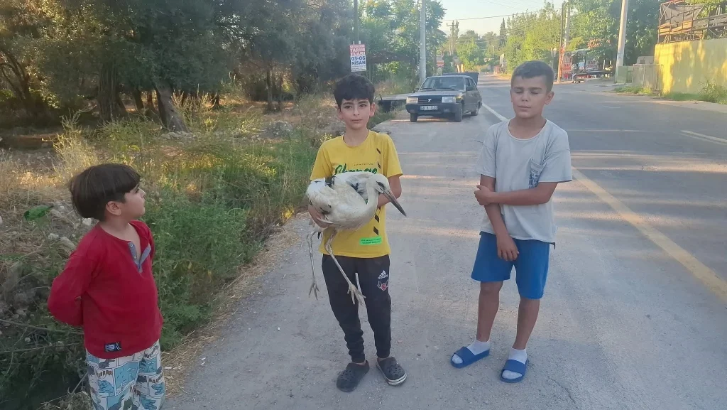 Injured Stork Undergoes Treatment After Rescue in Seydikemer