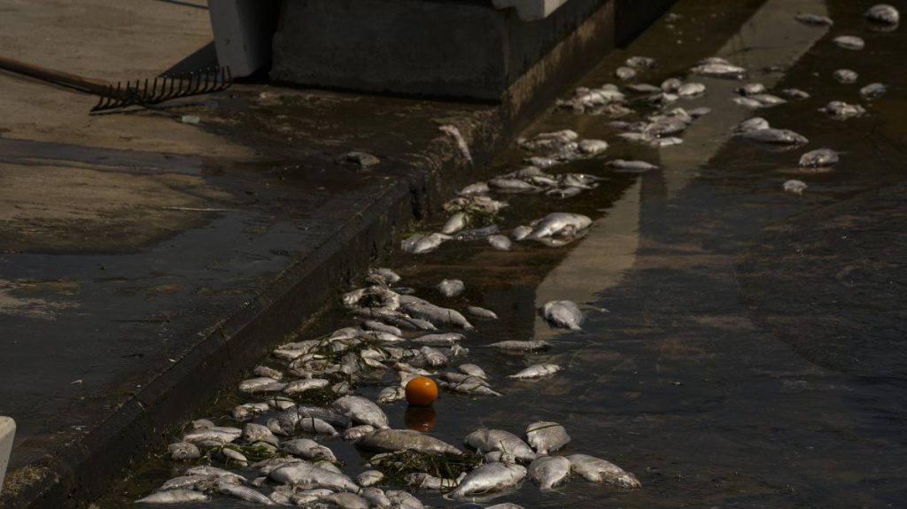 Dead Fish Wash Ashore in İzmir Bay, Turkey