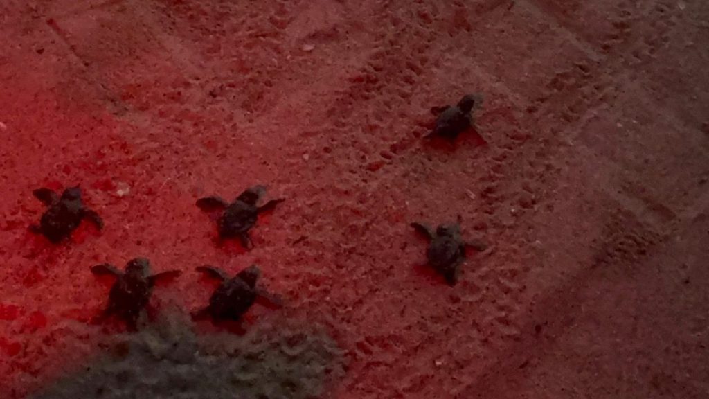 48 Baby Turtles Reach the Sea in Aydın