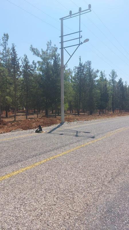 Storks Found Dead in Yakacık Neighborhood, Residents Call for Action