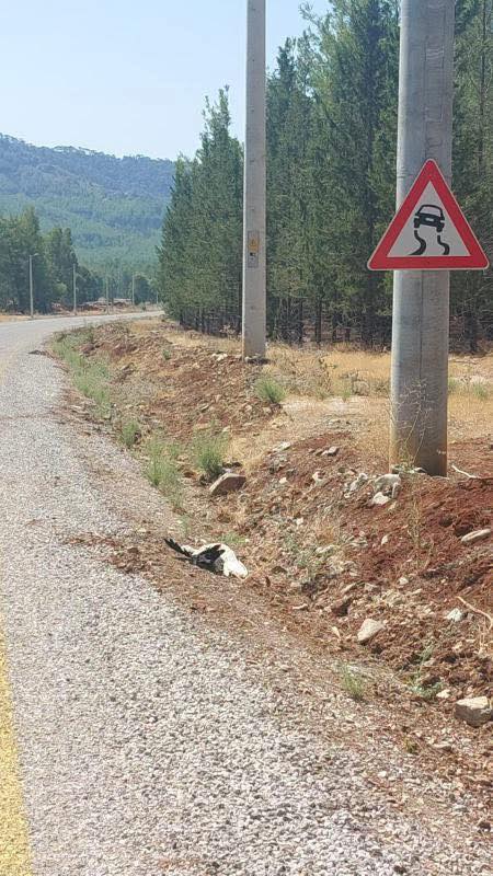 Storks Found Dead in Yakacık Neighborhood, Residents Call for Action