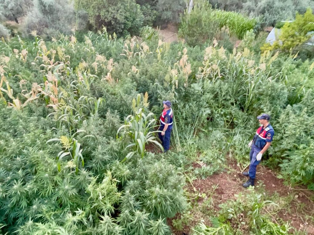 Cornfield Turns Out to Be Cannabis Field in Muğla