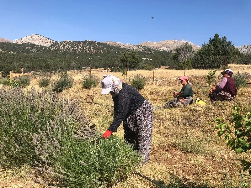 Cooperative Harvests Two Tons of Lavender in Seydikemer