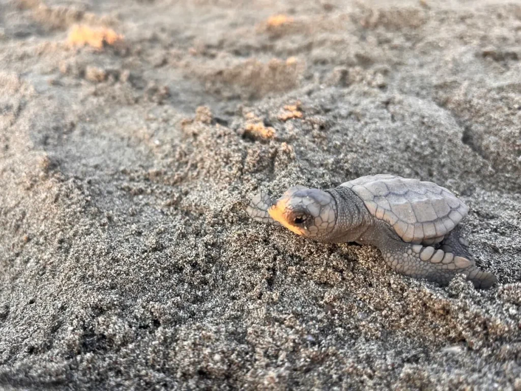 Caretta Caretta Hatchlings Meet the Sea