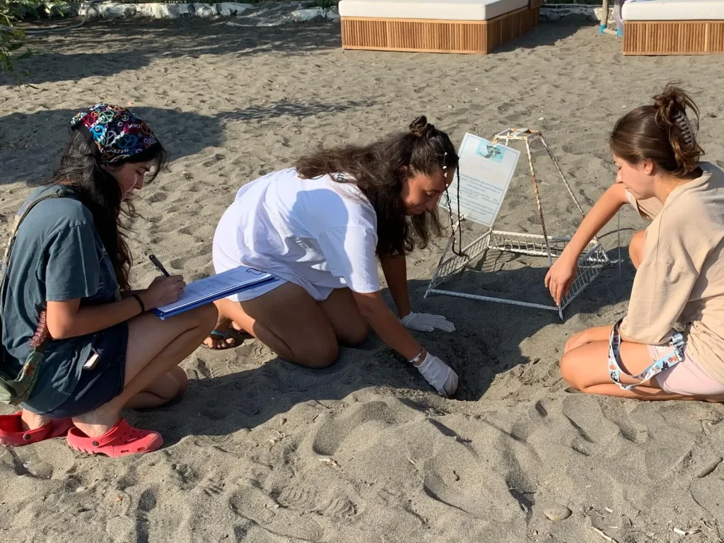 Caretta Caretta Hatchlings Meet the Sea