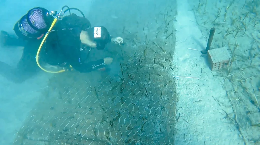 2,000-Year-Old Seagrass Discovered in Göcek