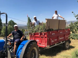 Cooperative Harvests Two Tons of Lavender in Seydikemer