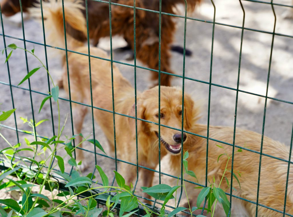 Renovation Work at Fethiye Municipality Animal Shelter Progressing Rapidly