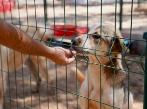 Renovation Work at Fethiye Municipality Animal Shelter Progressing Rapidly
