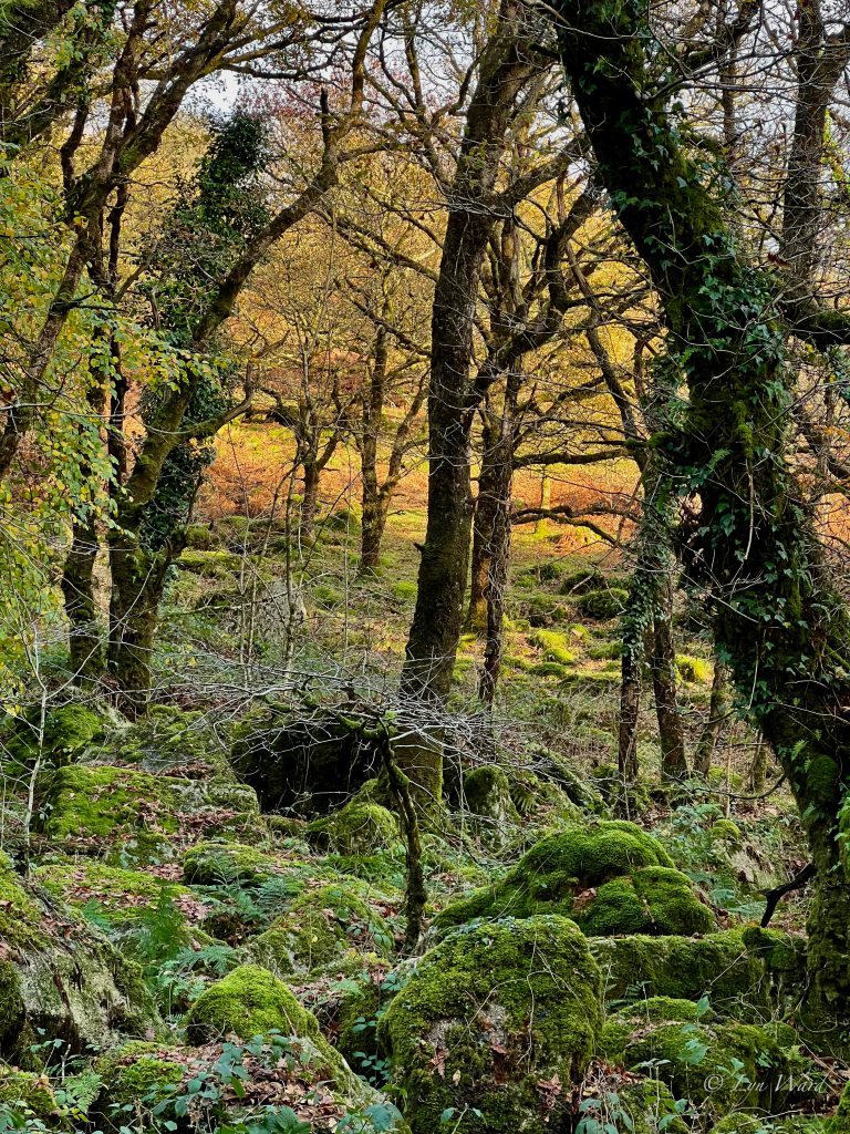 Dartmoor