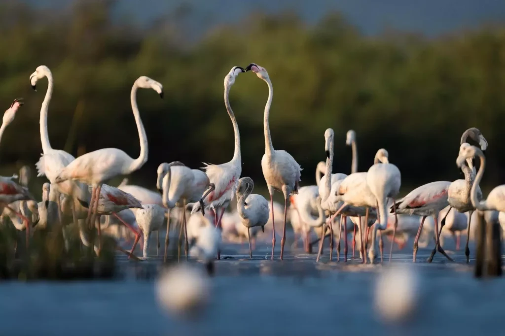 Scores of Flamingos Arrive in Bursa Delta for Winter