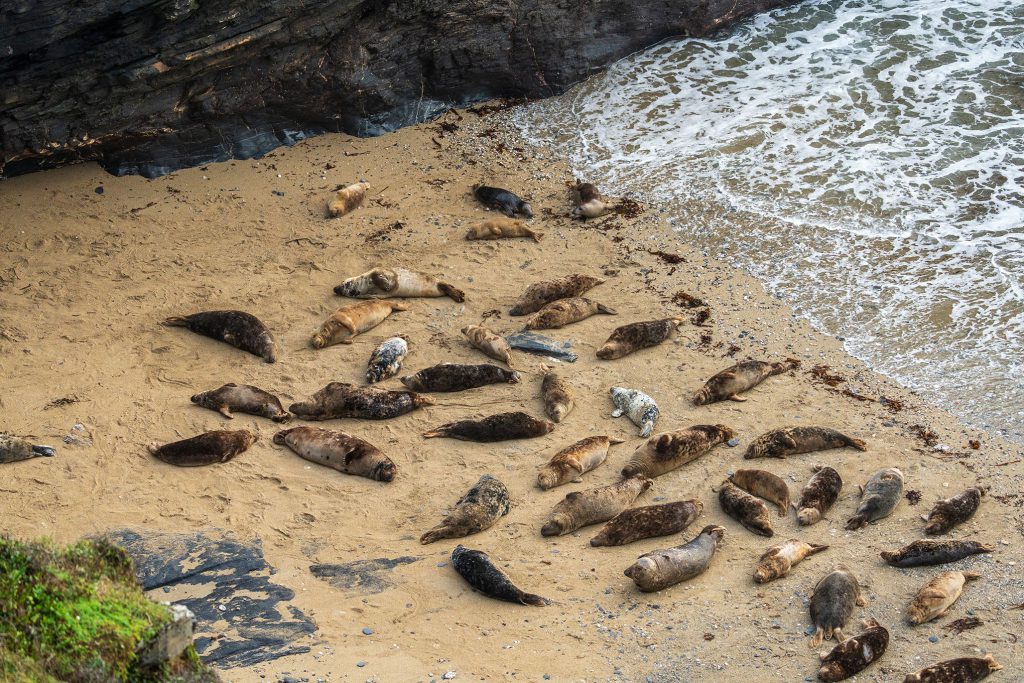 SWCP Seals