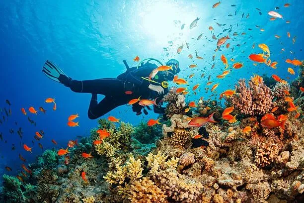 The Golden Fin Underwater Imaging Turkish Championship Begins in Fethiye