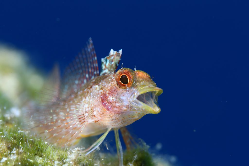 The Golden Fin Underwater Imaging Turkish Championship Begins in Fethiye