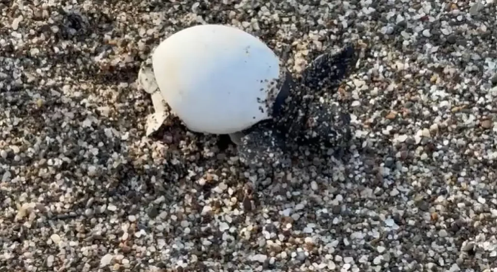 Loggerhead Turtle Hatchlings Released into the Sea on Yeşilöz Beach