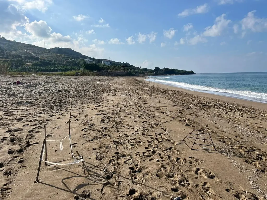 Loggerhead Turtle Hatchlings Released into the Sea on Yeşilöz Beach
